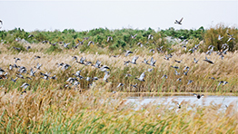 九曲黃河萬象新